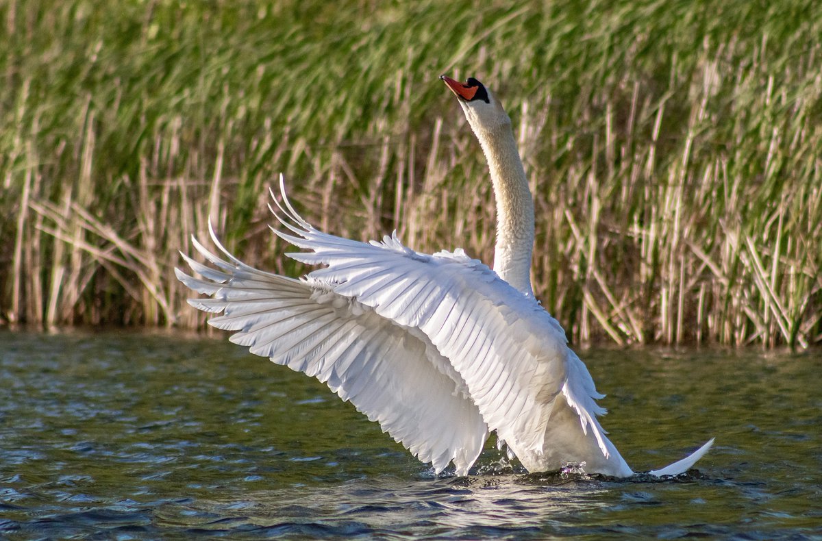 redwhite78's tweet photo. The swan in the sunlight
#animal #bird #swan #water #lake #naturalpark #outdoor #wings #sunlight #wild #wildlife #nature #naturephotography #cygnusolor https://t.co/bRtgP0SmS5