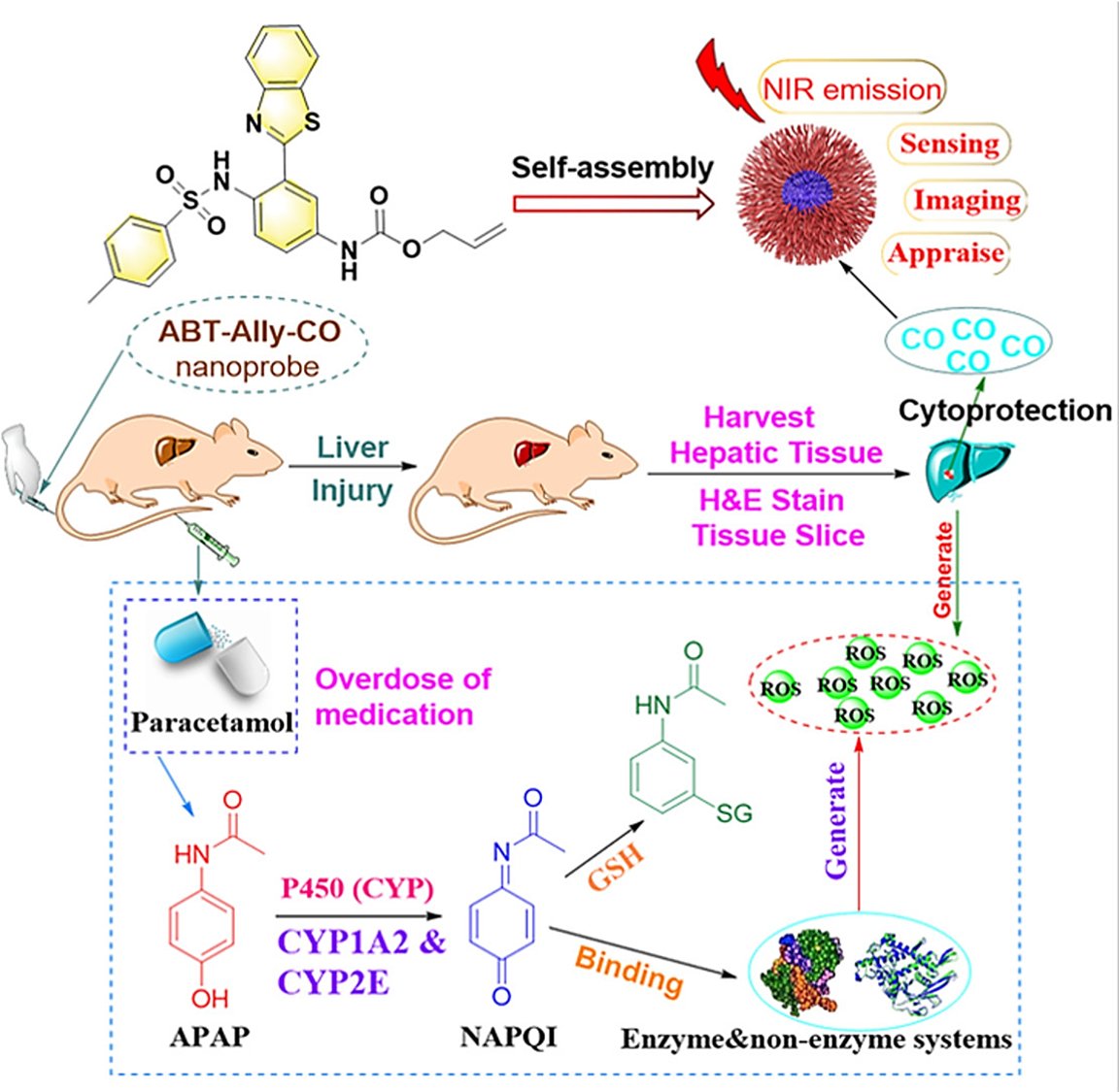 An ESIPT-boosted NIR nanoprobe for ratiometric sensing of carbon monoxide via activatable aggregation-induced dual-color fluorescence doi.org/10.1016/j.ccle…