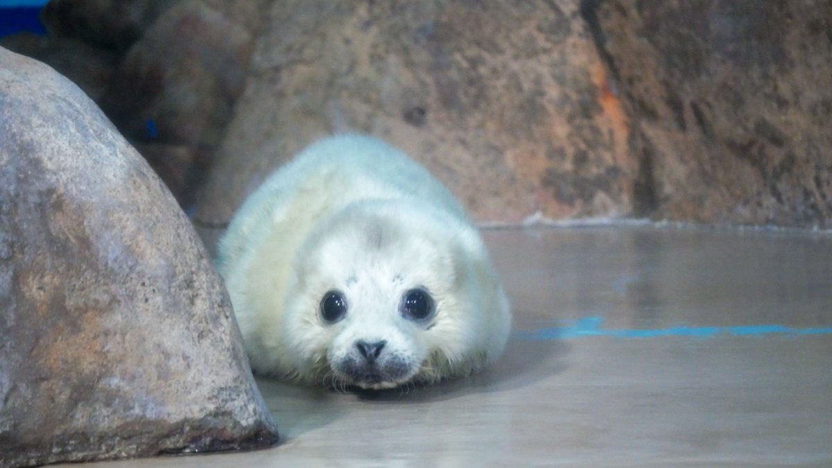 2024.03.02
しながわ水族館

大きく育ってくれてありがとう！
※ 再掲