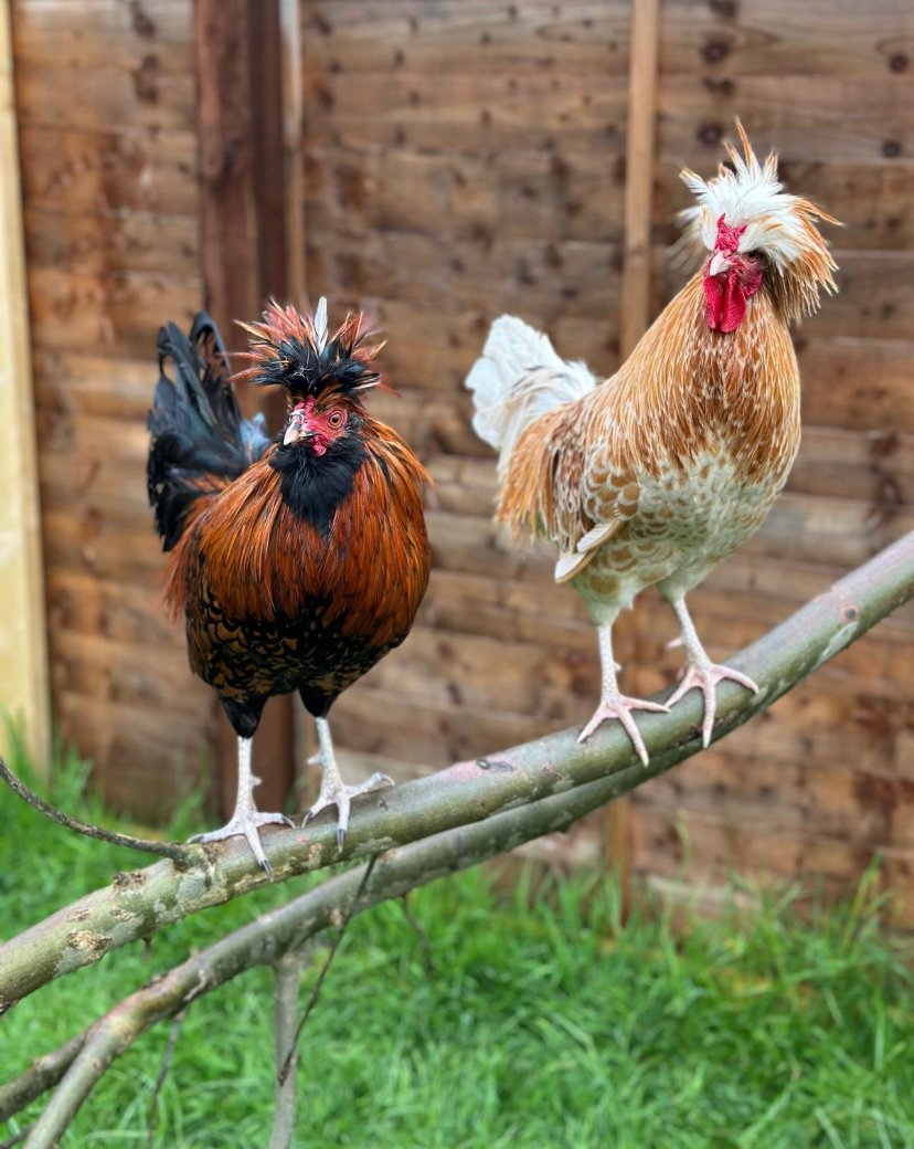 Meet Daniel and Derek! These handsome Polish chickens were dumped at the sanctuary recently because their owner had bred them and subsequently had issues with the neighbours because they were too noisy. Sigh. You're safe now, boys - cockadoodledo all you like. #animalrescue