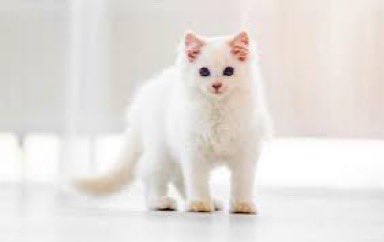 arvind_bishnoi5's tweet photo. 犬のみこだ 久しぶり」って言いながらカジノヘイスト準備を一緒にするぼしゅかわいい 😇✨ 💛😍🍁
#ストグラ #AllinforAlsobrooks #momD #ストグラ #868組 ##ストグラ #ALLINONE #momD #神子田ヨウ#呪術本誌 https://t.co/7cY1bfcwg2