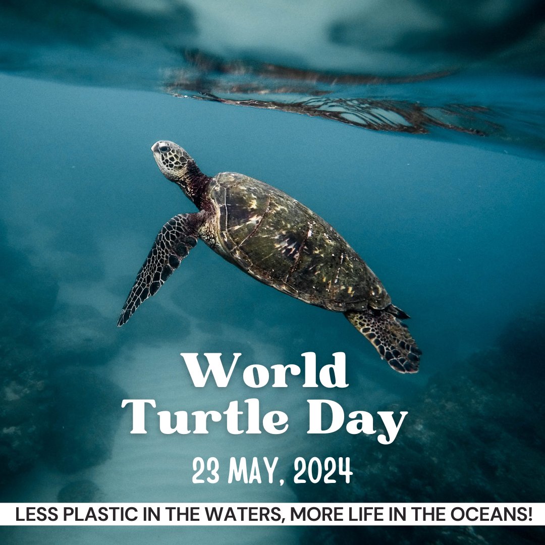 23 May is celebrated as World Turtle Day! 🐢🌍 Plastic pollution is a major threat to our oceans and the endangered turtles that call them home. Many turtles mistake plastic for food, leading to injury and death. 

#WorldTurtleDay #StopPlasticPollution #SaveTheTurtles #NewsPotli