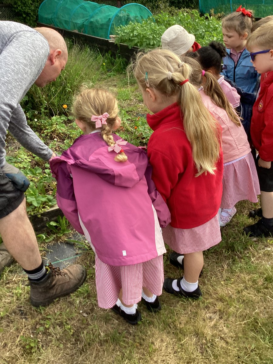 StOswaldsCEP's tweet image. On Monday, Reception went for a walk to our local community garden. We were able to see what crops are grown. Martin even gave us some strawberry and raspberry plants and rhubarb to grow in our garden #community #growlocal  #spirituality