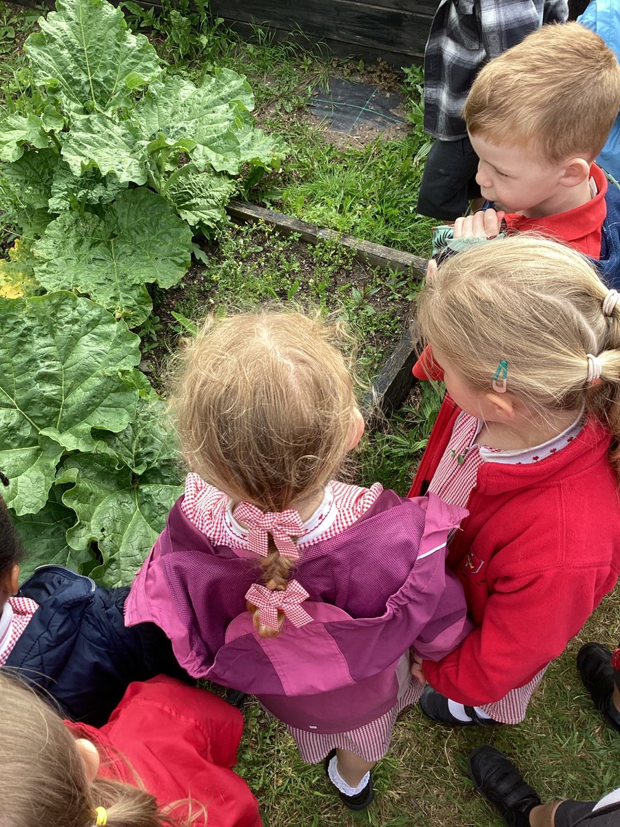 StOswaldsCEP's tweet image. On Monday, Reception went for a walk to our local community garden. We were able to see what crops are grown. Martin even gave us some strawberry and raspberry plants and rhubarb to grow in our garden #community #growlocal  #spirituality