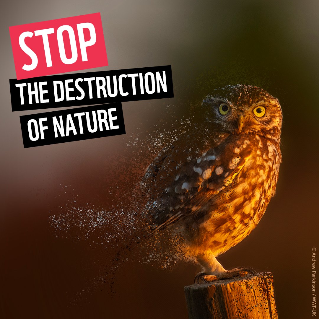 wwf_uk's tweet image. The next UK government will have the opportunity - and the responsibility - to turn things around for nature.

Ahead of the #GeneralElection, add your voice to our petition and let politicians know we demand real action to protect our world. 👉 wwf.org.uk/act/stop-destr…

#GE2024