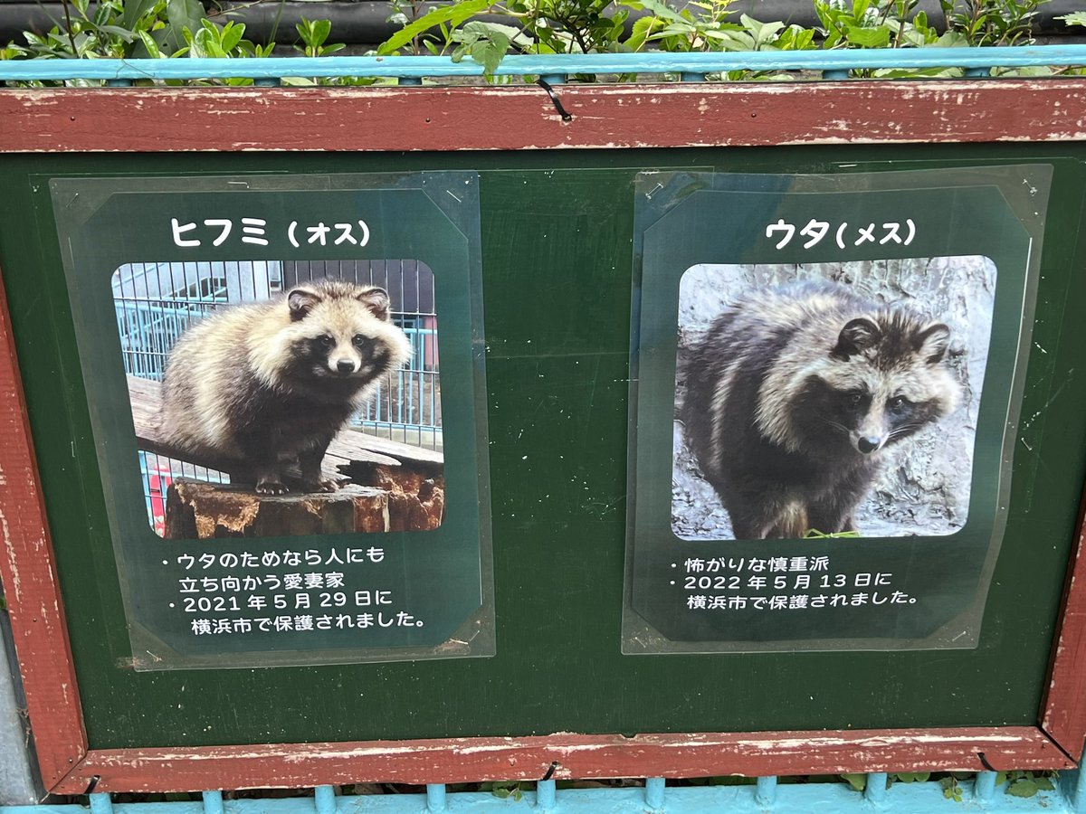 野毛山動物園のタヌキがとっても仲良しなのもよかった🫶🏻