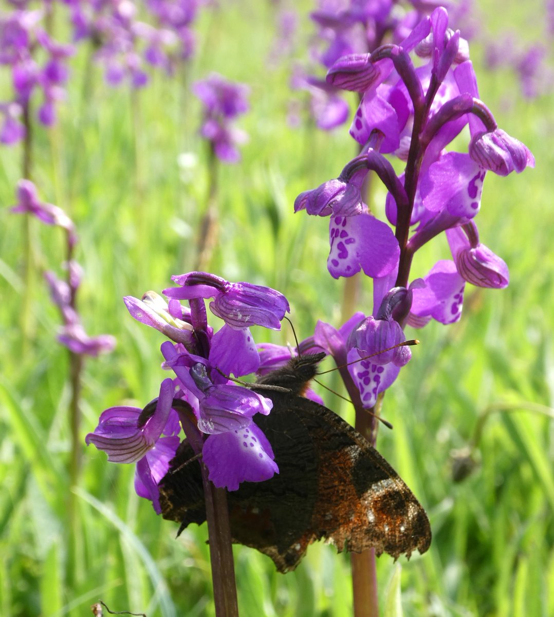 Brimstone & peacock🦋nectaring on green-winged orchids 
💜🦋💜 
#InsectThursday