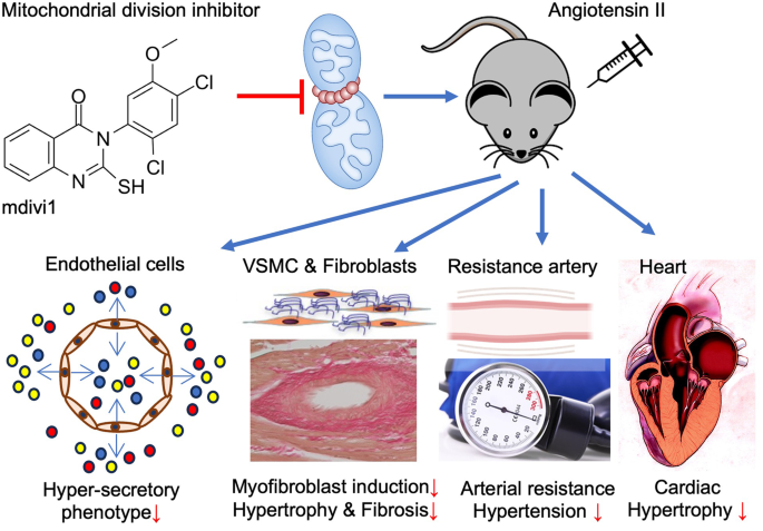 #Hypertens_res 47(5): 1338-49, 2024
Mitochondrial fission inhibition protects against hypertension induced by angiotensin II
Preston KJ et al

doi.org/10.1038/s41440…
@JSHypertension
@SpringerNature
by SME. K