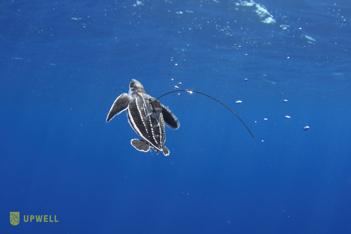 🌊 A new study led by Mercator Ocean's expert Tony Candela made use of new microsatellite tracking technology to follow juvenile sea turtles, and unveil their whereabouts during the early stages of their lives. Learn more ➡️ bit.ly/3ysVHHj