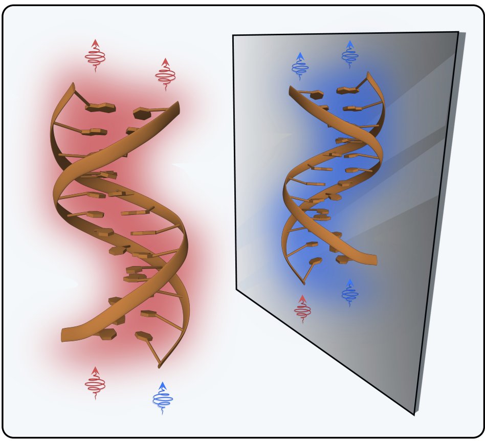 Chirality dependent photon transport and helical superradiance, Jonah S. Peter, Stefan Ostermann, and Susanne F. Yelin <a href="/JonahSPeter/">Jonah S. Peter</a>  #Optics #Quantum go.aps.org/3WNkikr