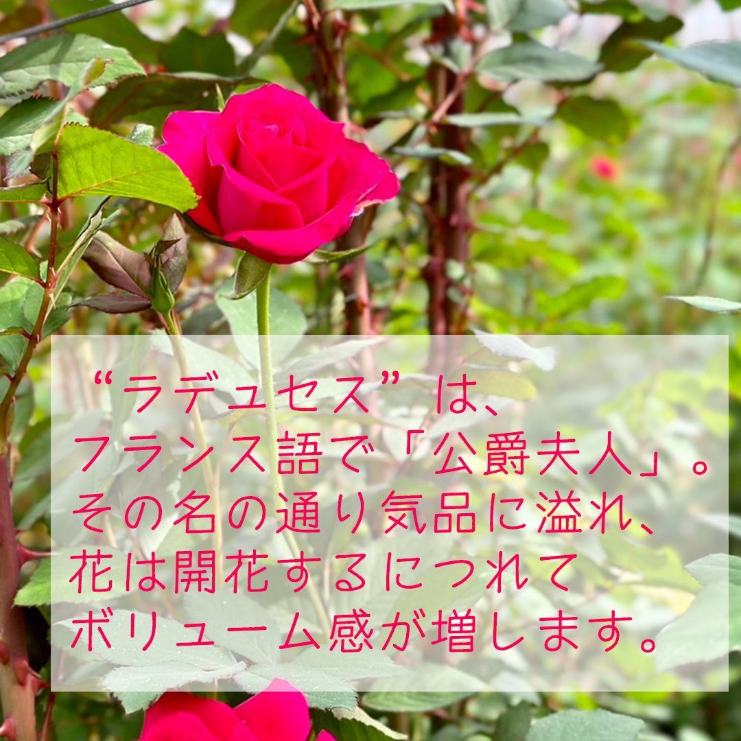 バラの生産者さんから
「#ラデュセス」
の様子が届きました。

美しい、ローズピンク色。
花は開花するにつれてボリューム感が増し、
花持ちの良い品種です。

お届けは6月になってから！
産地直送でお届けいたします。

e87.com/selection/mont…

#バラ
#ローズ
#サブスク
#産地直送