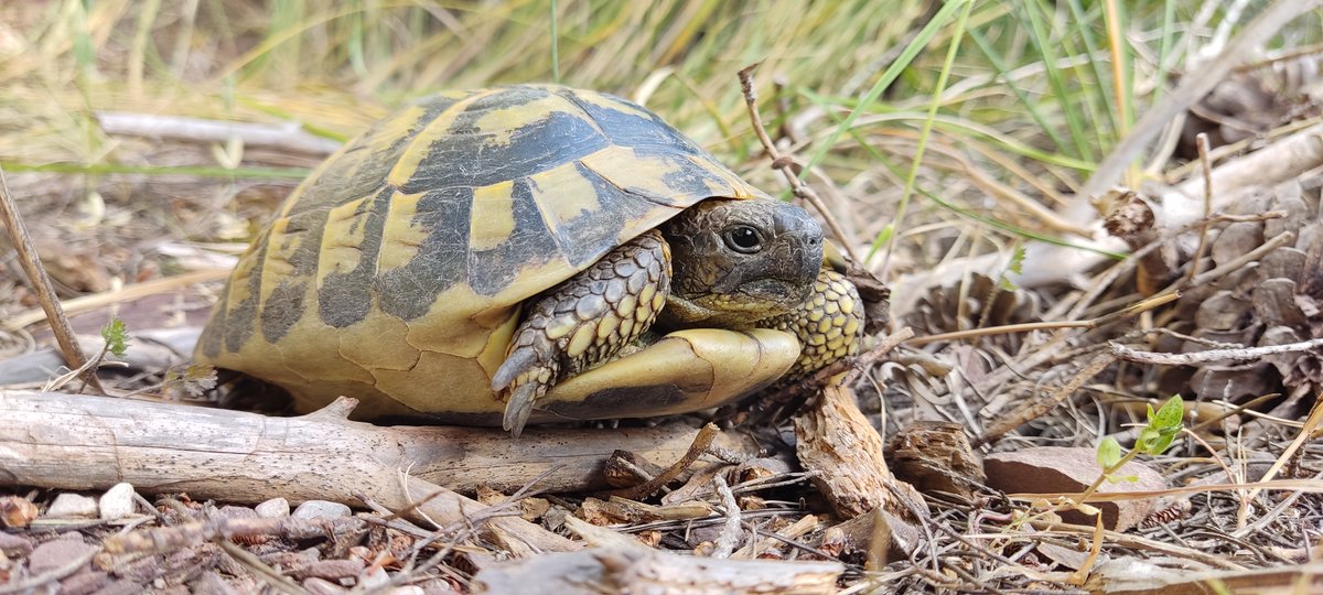 ✨Avui estem de celebració! 🐢És el dia mundial de les tortugues, una data pensada per recordar la necessitat de protegir-les a elles i els seus #hàbitats, cada cop més escassos🔴, a més de motivar accions per millorar la seva situació👇