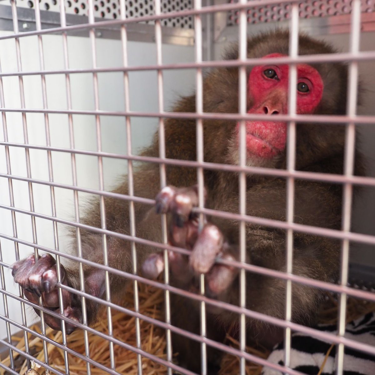 Recientemente hemos rescatado al macaco japonés Kawaii, de manos de un particular en Alemania. Se encontraba extremadamente delgado, y las instalaciones en las que se encontraban estaban llenas de comida en mal estado. Ahora, descansa en la cuarentena de AAP de Países Bajos 🙏