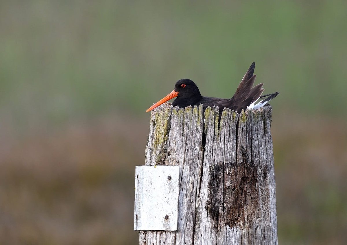 Check the last issue of #Avocetta Journal of #Ornithology to read the latest published paper 'Eurasian Oystercatchers adopt pole tops as safe nesting sites in the Lagoon of Venice' by Valle & Scarton doi.org/10.30456/AVO.2… Photo: L. Sattin