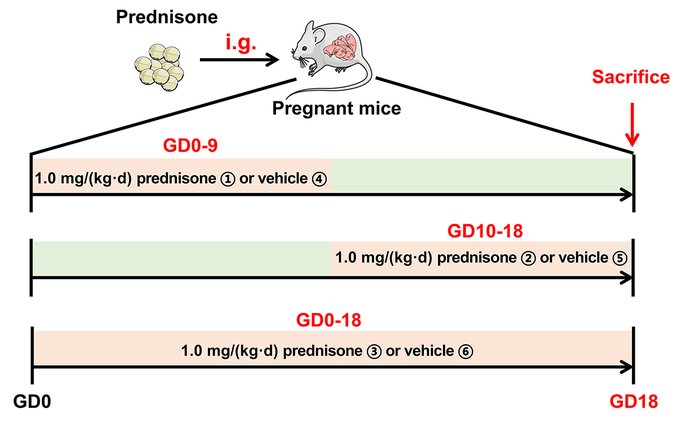 Prenatal prednisone exposure disturbed fetal   liver development with stage- and sex-differences.  
For More Info: bit.ly/3wCN5xs
#Toxicology #Carbon  #Sustainability #SustainableGrowth #SustainableLiving  #sustainable #nature #recycle