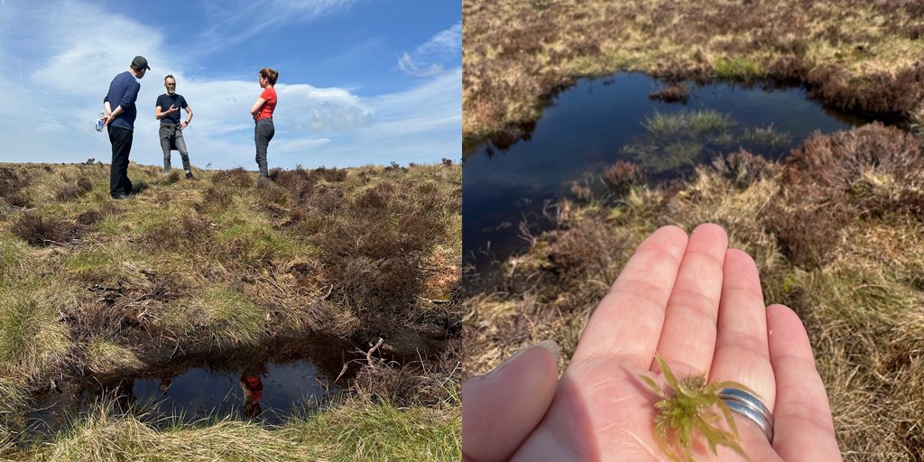 The @GCVGreenNetwork team were out on site this month to see first hand the fantastic work done this year in @inverclyde. Sphagnum moss-tastic!! @PeatlandACTION made this wonderful film to promote the project: youtube.com/watch?v=8PNXoh…