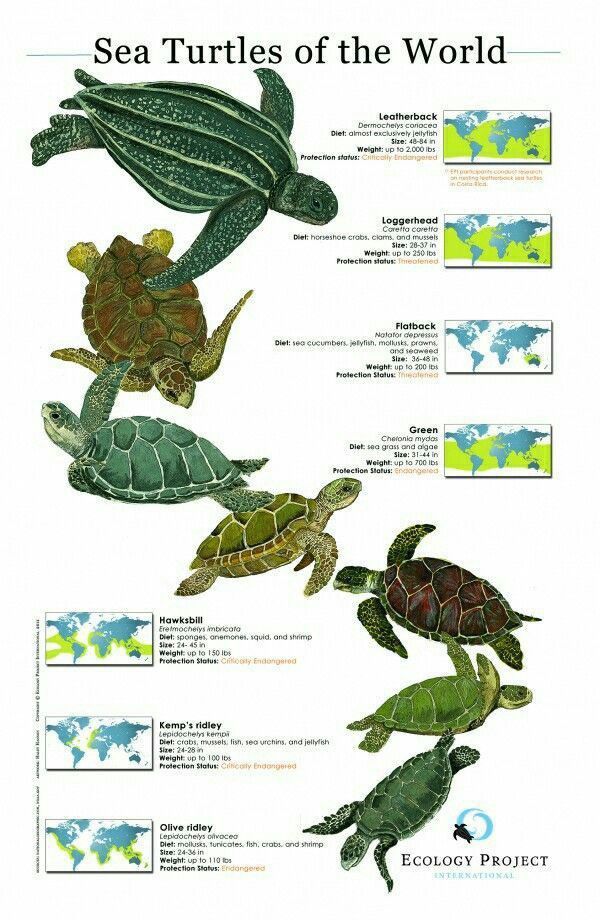 #WorldTurtleDay is observed on 23rd May every year ! #Seaturtles are captivating creatures that inhabit various ocean ecosystems around the world and having seven different recognized species which grace our #ocean. Each species plays a significant role in #marine ecosystems