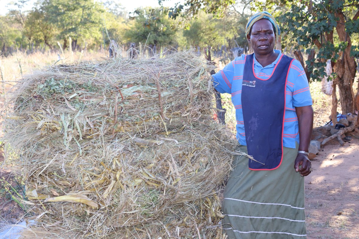 BIC Compassionate & Development Services (@bic_cds1) on Twitter photo Depletion of grazing areas in Gwanda district due to climate change impacts has seen women taking part in the production of supplementary feed (fodder) for their livestock. <a href="/TShaquilleMpala/">Mpala Thando Shaquille</a> Depletion of grazing areas in Gwanda district due to climate change impacts has seen women taking part in the production of supplementary feed (fodder) for their livestock. <a href="/TShaquilleMpala/">Mpala Thando Shaquille</a>