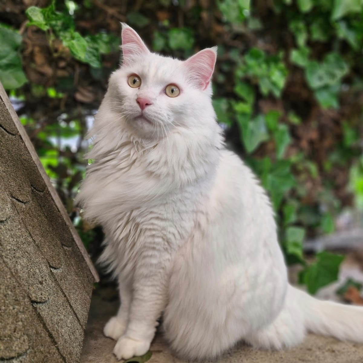 Max is een prachtige kater, een kruising Main Coon x Kurilian Bobtail en geb. 2019 Samen met zijn zus Maggie is hij afgestaan en mogen wij op zoek naar een leuke passende baas voor lieve Max! dierenasielzwolle.nl/adopt/max/