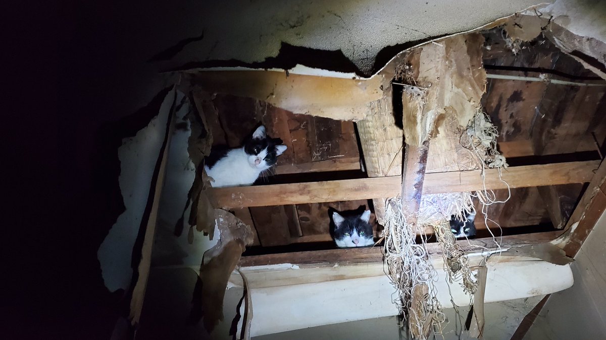 多頭飼育崩壊
住人は施設へ(遠足気分でご機嫌に💢)
残されたのは猫達(約20頭！)と糞尿(猫+人間)とゴミ

住人と家屋内を自由に出来るよう書面を交わす
1階のゴミだけはどうにかする

猫達の当面の居場所を作る

今はご飯とお水だけキレイなものを

#多頭飼育崩壊 #里親募集中 #預かりボランティア募集中