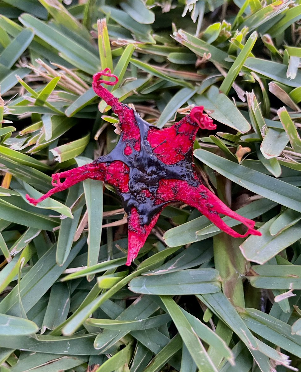 Starfish Fungus #Australia