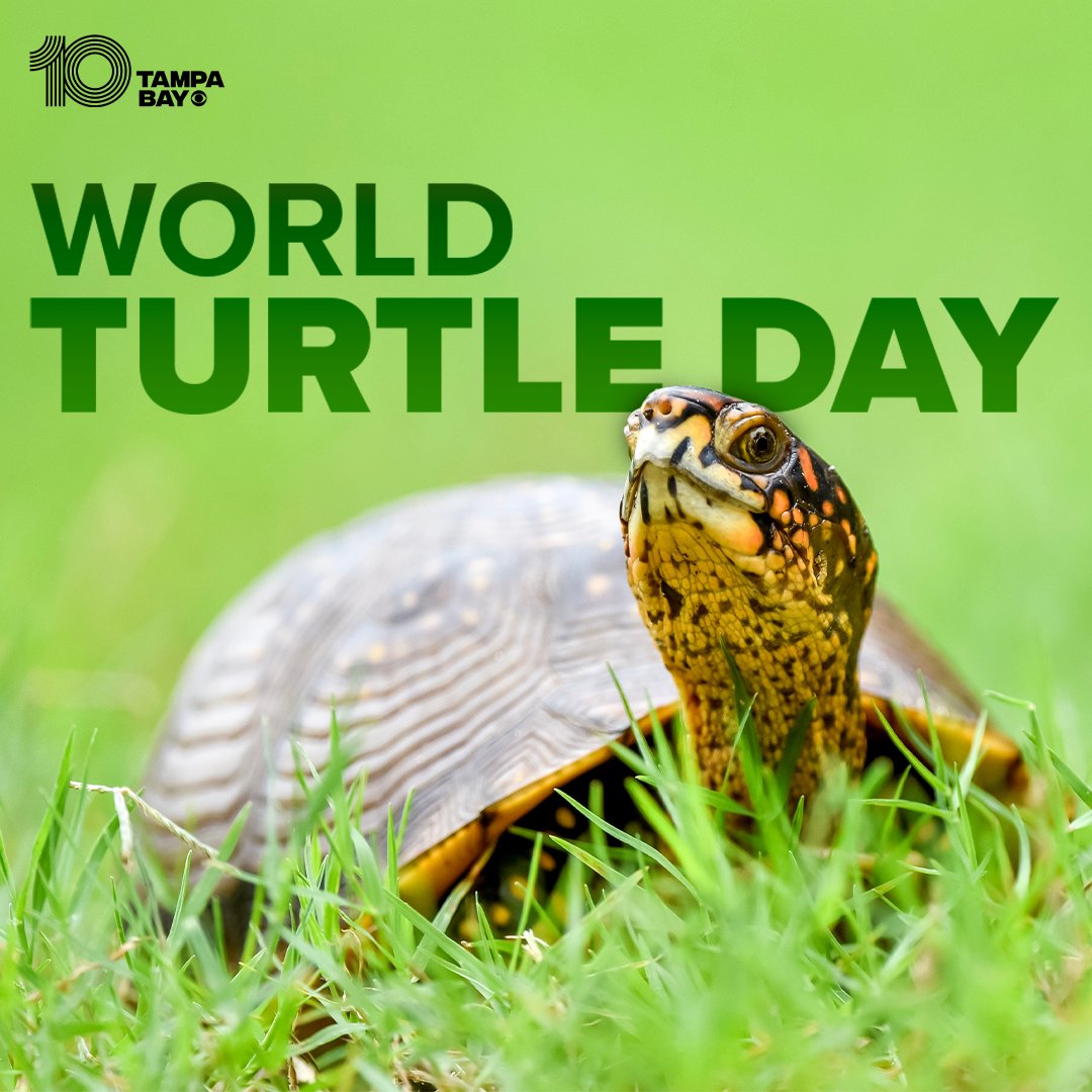HAPPY TURTLE DAY 🐢 Today we celebrate these reptiles and help raise awareness for their protection around the world. wtsp.com/article/life/a…