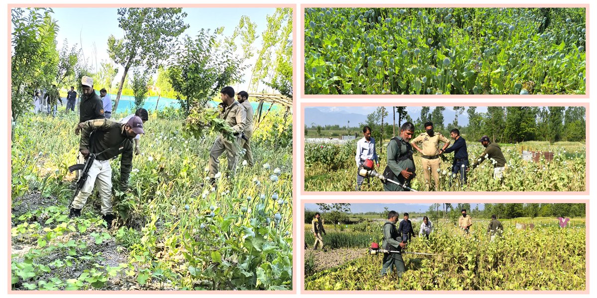 BUDGAM POLICE (@budgampolice) on Twitter photo *Budgam Police launches drive against illegal cultivation of Poppy*, a case *FIR No : 179/2024 U/S 8/18 NDPS Act* has been registered at Police Station Budgam against all the involved persons.
<a href="/JmuKmrPolice/">J&K Police</a> <a href="/KashmirPolice/">Kashmir Zone Police</a> <a href="/DIGCKRSGR/">DIG CKR SRINAGAR</a> <a href="/NikhilB__IPS/">Nikhil Borkar</a> *Budgam Police launches drive against illegal cultivation of Poppy*, a case *FIR No : 179/2024 U/S 8/18 NDPS Act* has been registered at Police Station Budgam against all the involved persons.
<a href="/JmuKmrPolice/">J&K Police</a> <a href="/KashmirPolice/">Kashmir Zone Police</a> <a href="/DIGCKRSGR/">DIG CKR SRINAGAR</a> <a href="/NikhilB__IPS/">Nikhil Borkar</a>