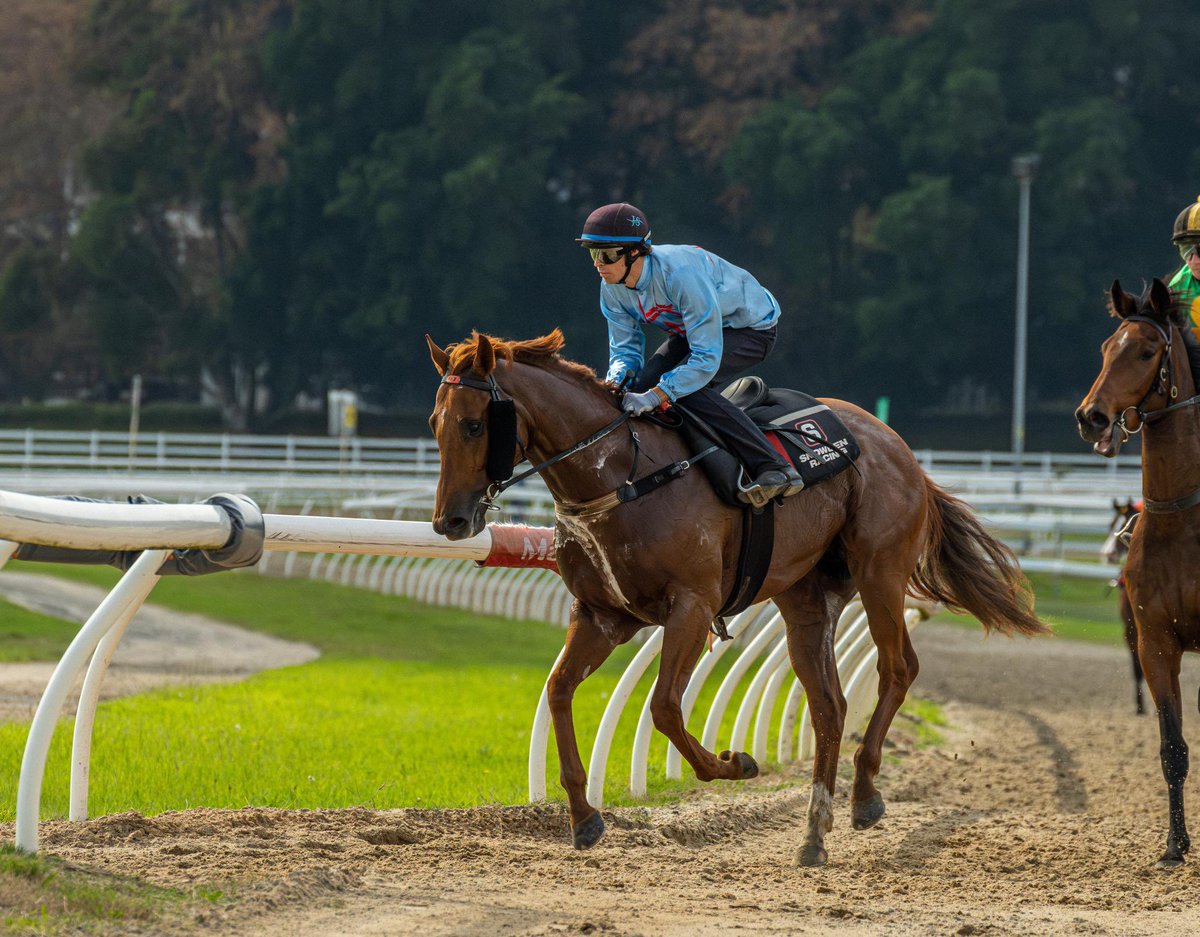 The Pulse Community is very excited for KING OF ROSEAU to line up in the 1 Million Dollar <a href="/mmsnippets/">Magic Millions</a> 2YO feature race at Doomben this Saturday 🤩🤩

The son of <a href="/NewgateFarm/">Newgate</a> Capitalist has trialled well for <a href="/SnowdenRacing1/">Snowden Racing</a> and should be in for the fight 🥊🥊