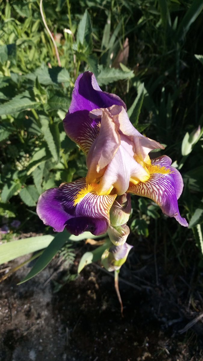 More Iris. #Garten #Garden
