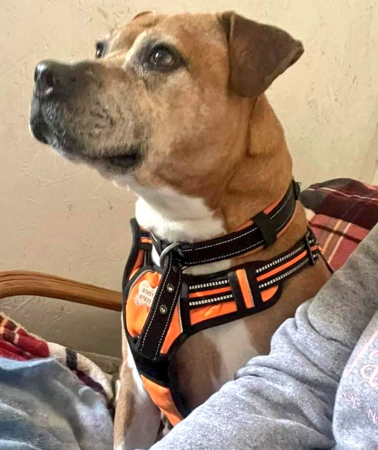 Good morning Staffy Lovers! ICYMI our beautiful girlie Nova is now officially on the 'looking for love' list and is hoping that you will help her to find it 🙏❤️ She's a smashing lass, full of fun and energy and doing great in foster 😁 Read more here.. seniorstaffyclub.co.uk/adopt-a-staffy… ❤️