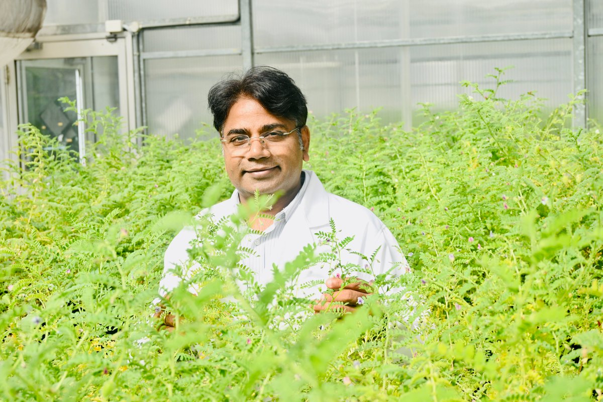 MU_CCFI_Biotech's tweet image. Hot off the press!   New research spearheaded by
@MurdochUni and in collaboration with @ICRISAT,
@UWAresearch and @BGI_Genomics has revealed the potential of using genetic material from wild crops to bolster cultivated ones. Read the full paper in the latest issue of…