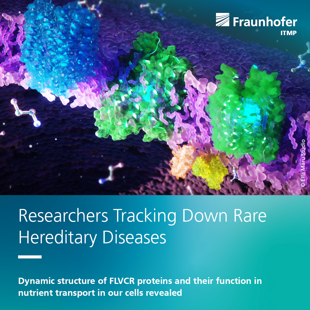 enlighted to announce our publication in @Nature shedding light on rare hereditary diseases. Our team, led by Dr. @SafarianSchara, decoded the 3D structures of FLVCR1 & 2, revealing their role in choline & ethanolamine transport.
s.fhg.de/UqsZ 
#RareDiseases #fraunhofer