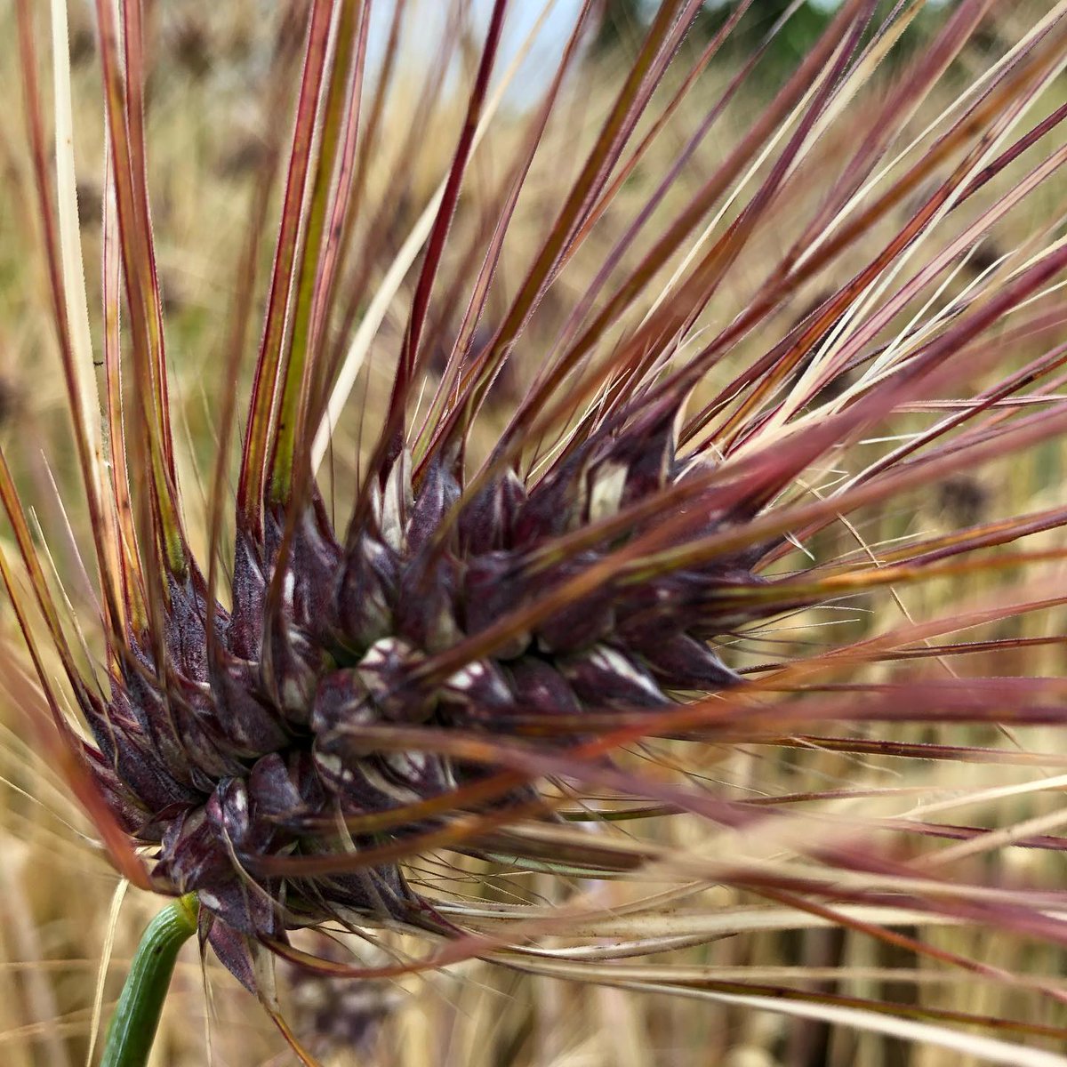 ➡️PURPLE BARLEY ... VERY NICE👍💚 
#eatmorebarley 🌾🧬🧩👍🧑‍🌾📈🍞💚
- #agrobiodiversity for #agriculture  
- #BiodiversityDay - #Food #OneHealth
RT: Multi-use Naked Barley - ➡️credit: for picture
#purplebarley  @ Oregon State University 
#barley #genebank #germplasm #purpleseeds