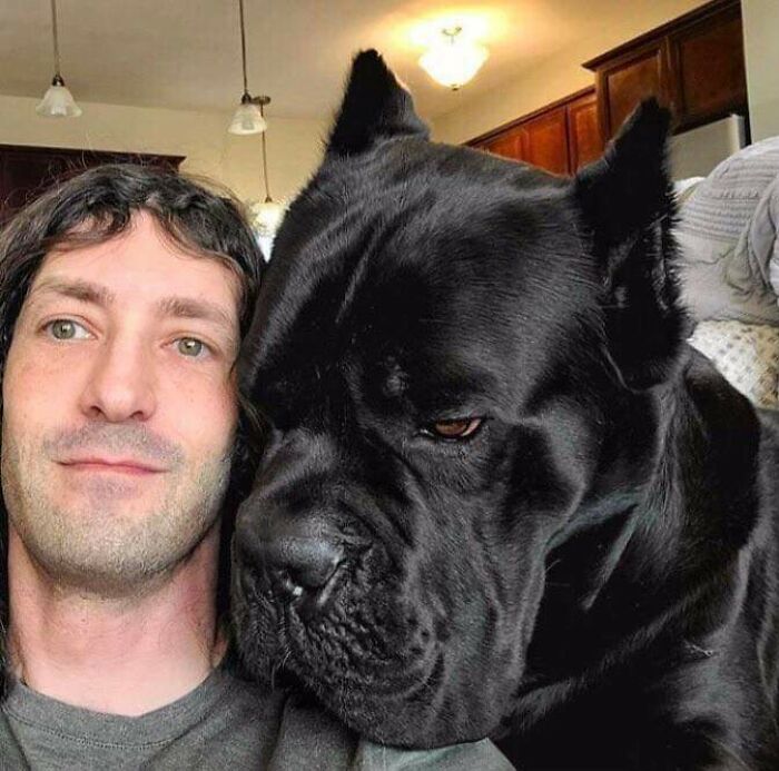 The head size difference between a man and a Cane Corso.