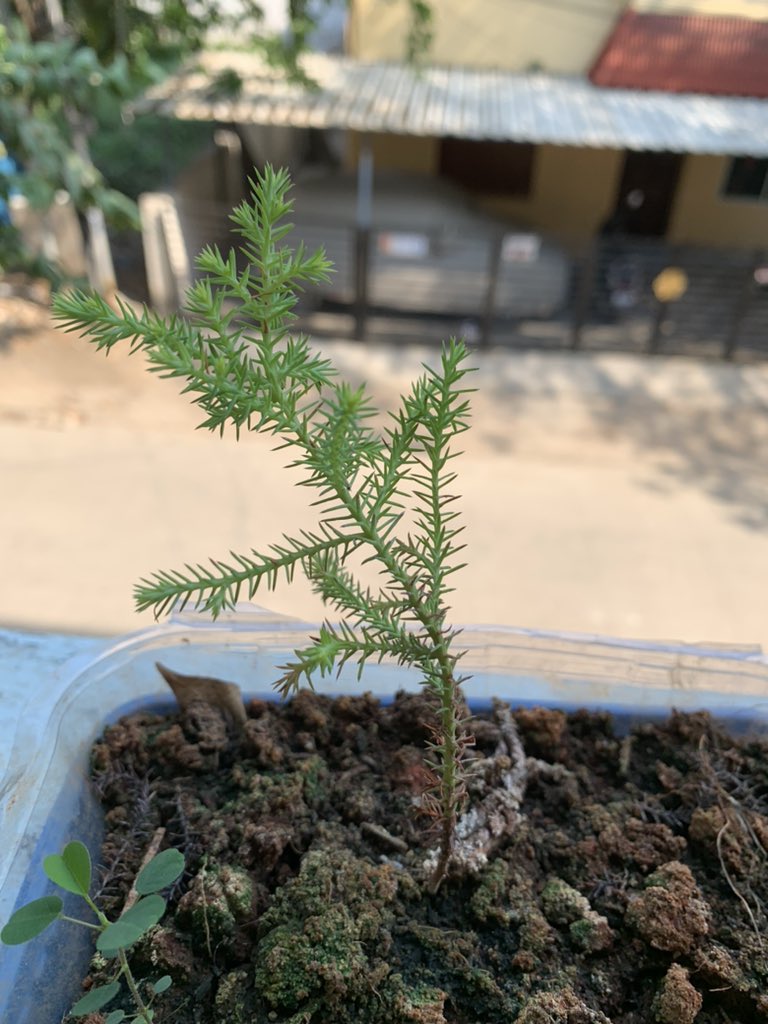 SriKamalSamuh's tweet photo. #goldencypress #cypresstree #goldencypressplant #plant #gardenning #bonsaifromstart #bonsaichennai #bonsaiindia https://t.co/TmNbiCVd9A