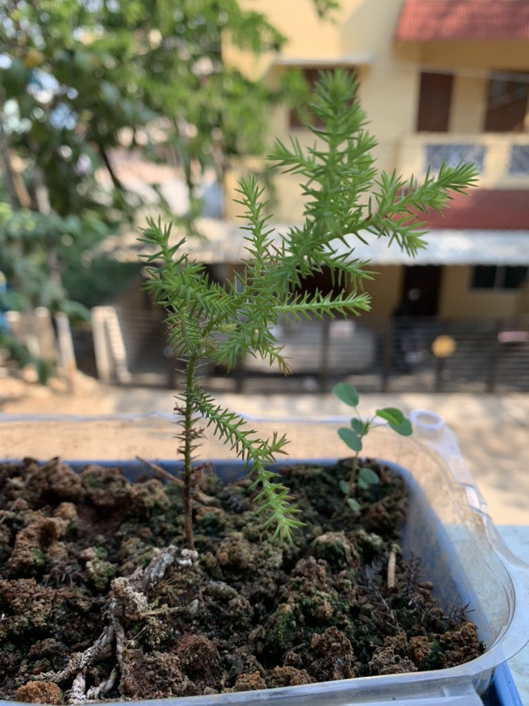 SriKamalSamuh's tweet photo. #goldencypress #cypresstree #goldencypressplant #plant #gardenning #bonsaifromstart #bonsaichennai #bonsaiindia https://t.co/TmNbiCVd9A