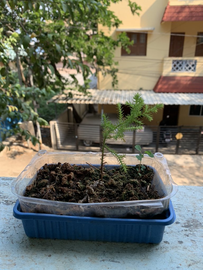 SriKamalSamuh's tweet photo. #goldencypress #cypresstree #goldencypressplant #plant #gardenning #bonsaifromstart #bonsaichennai #bonsaiindia https://t.co/TmNbiCVd9A
