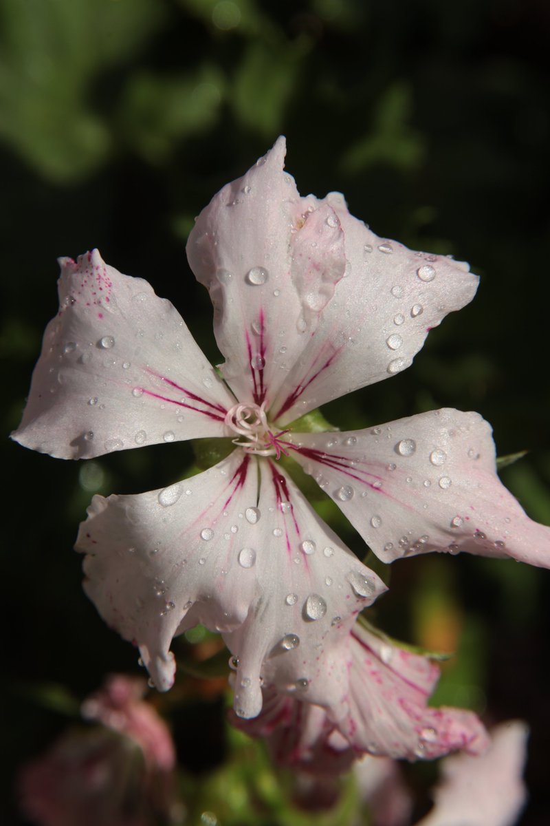 Pelargonium 😉

#Photography #Flowers #Pelargonium
