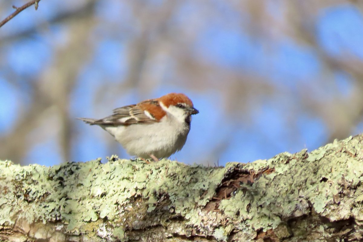 「にゅう」がないからしょうがない。

#ニュウナイスズメ　#野鳥