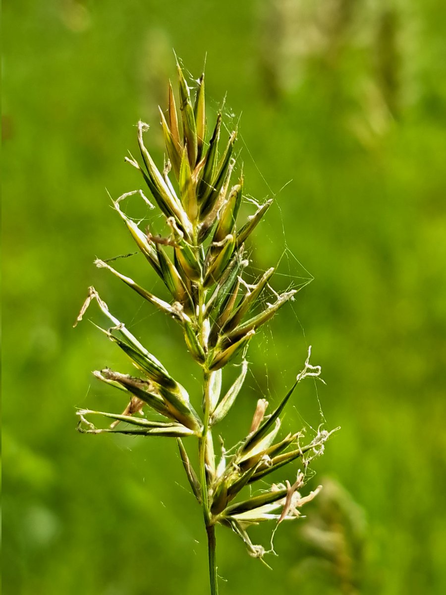 En het gras groeit als een dolle.... wat in eindeloze inspiratie