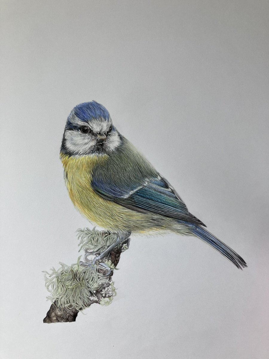 Daughter has another exam this morning so I can’t make any noise or move about, so I’m trying to do a bit more drawing as there’s not much else I can do presently. Moving my neck sounds like popping candy going mad, so I won’t manage much. #art #drawing #birds #bluetit