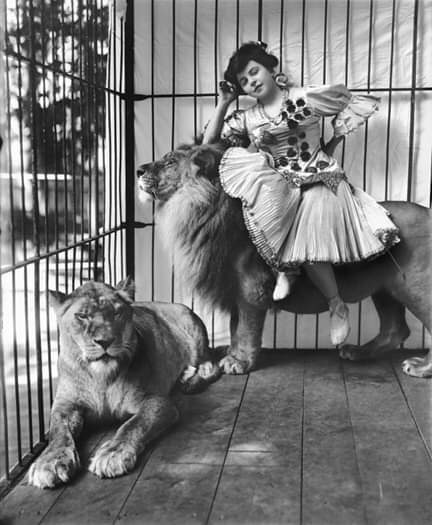 Mademoiselle Scheel with Lions, 1905 - At the beginning of 20th Century, women performers and their acts became an important part of the attraction of the circus. Beauty and the beast was a popular theme often depicted when women in short, frilly dresses entered calmly into