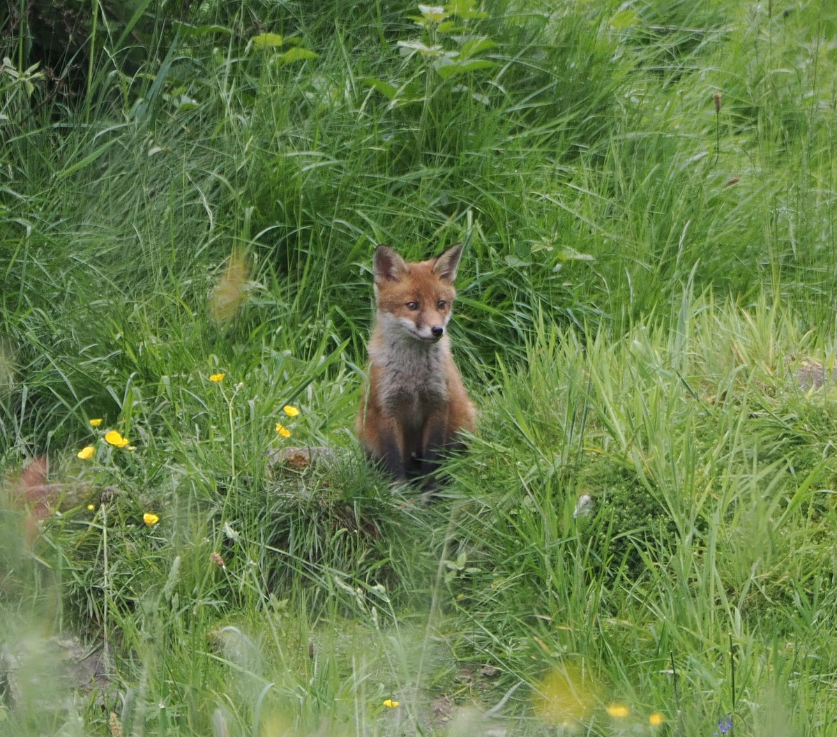 Fox in a spring meadow. #ThePhotoHour #TwitterNaturePhotography #wildlife #naturephoto #FoxOfTheDay