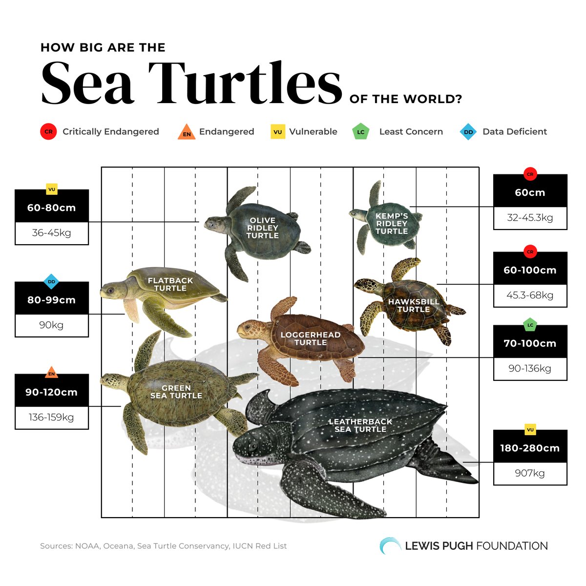 There's no one-size-fits-all when it comes to sea turtles! Check out our turtle size comparison chart this #WorldTurtleDay 🐢👇