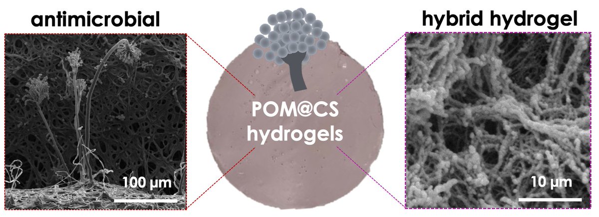 In 2022, Erasmus student Callum from @UofGChem  helped @Isbel_Franco, Andrés, & @sonige with research on polyoxometalate-chitosan hydrogels that can be loaded with naturally biocides to enhance their antifungal activity.
RSC Pharmaceutics: pubs.rsc.org/en/content/art…