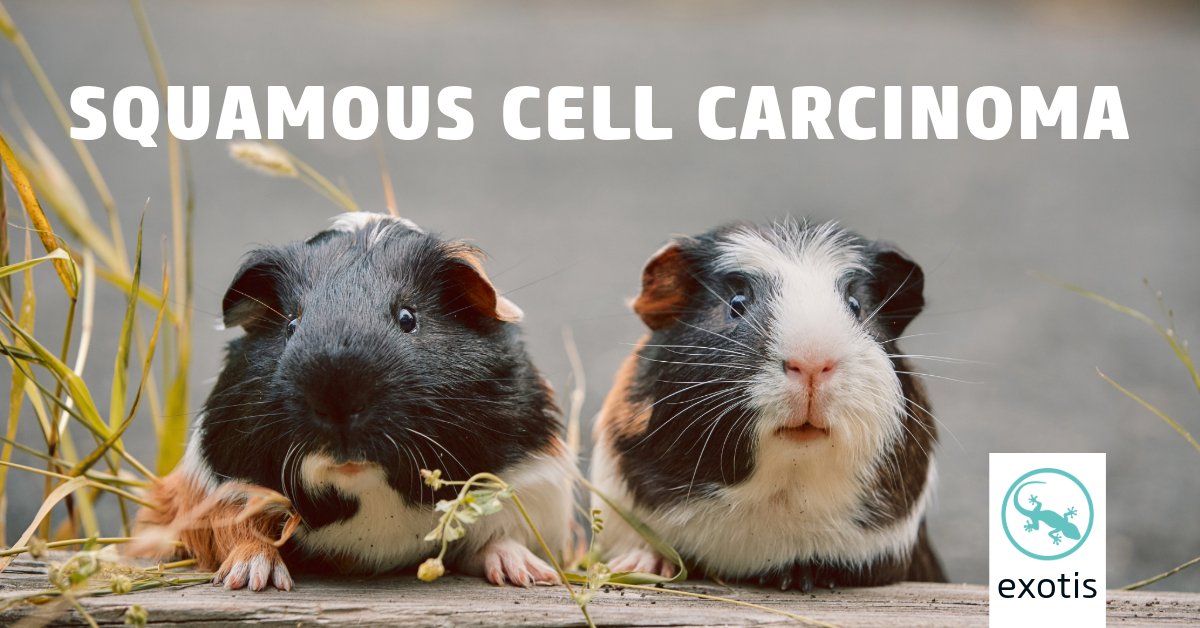 Although rare in guinea pigs, squamous cell carcinomas (SCC) are possible. 

This new article on #vetlexiconexotis covers the pathogenesis, diagnosis, treatment, prevention and outcomes of SCC in guinea pigs. 

bit.ly/4arejEU