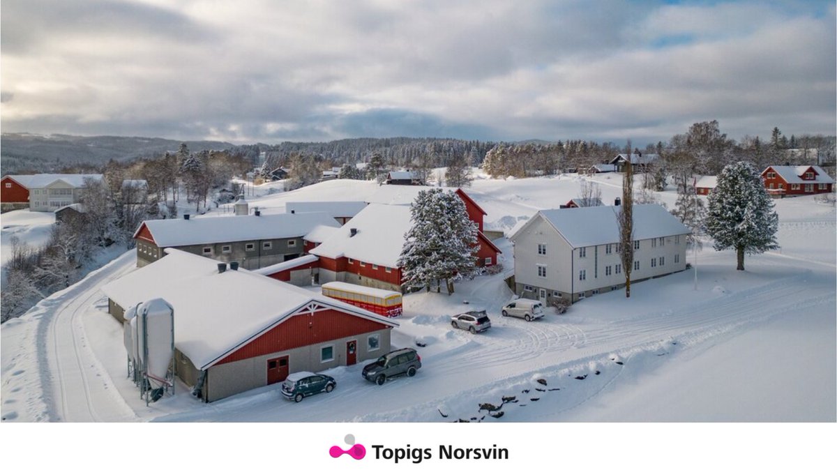 Norway is among the best countries in the world for animal health status. It is is a perfect location for the boar testing station new Delta Norway. Read more and also learn about the 6 reasons for high health in Norway: bit.ly/3PFEjoO  #highhealth #progressinpigs