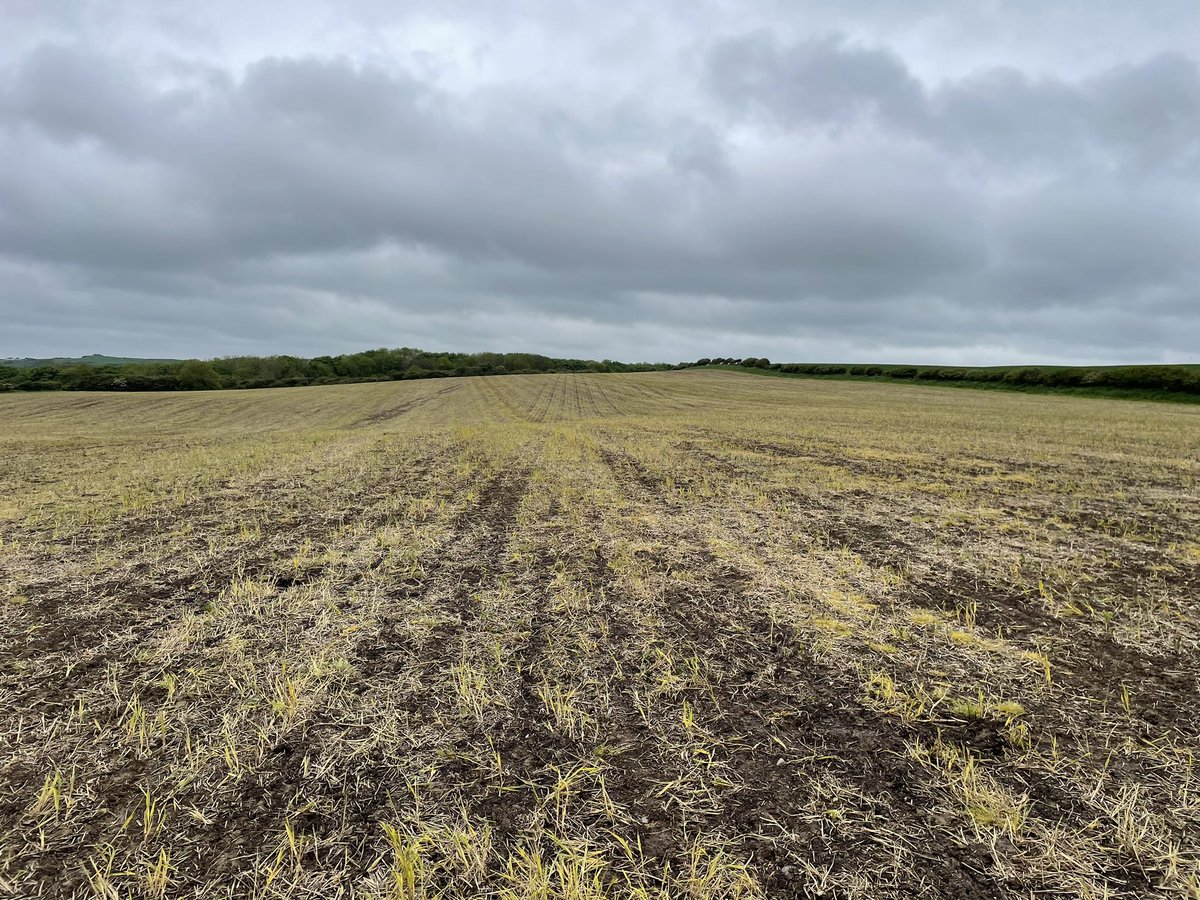 Jamesspick's tweet image. Really happy with how our heavier land is looking. Num3 planted on Tuesday with 750A after a pass of Heva stealth. 26.5mm yesterday. 6 years no-till is really paying dividends for the soil structure. This field is around 25% clay content