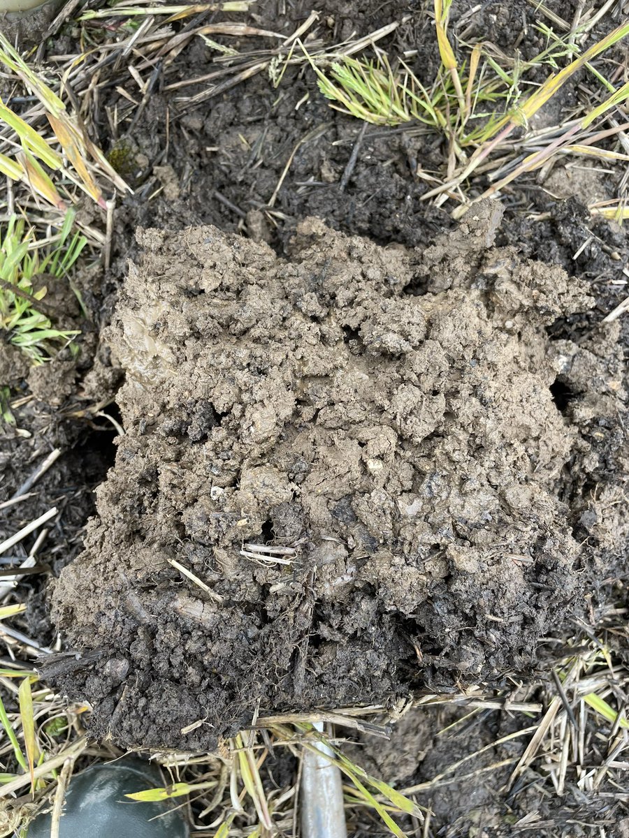 Really happy with how our heavier land is looking. Num3 planted on Tuesday with 750A after a pass of Heva stealth. 26.5mm yesterday. 6 years no-till is really paying dividends for the soil structure. This field is around 25% clay content