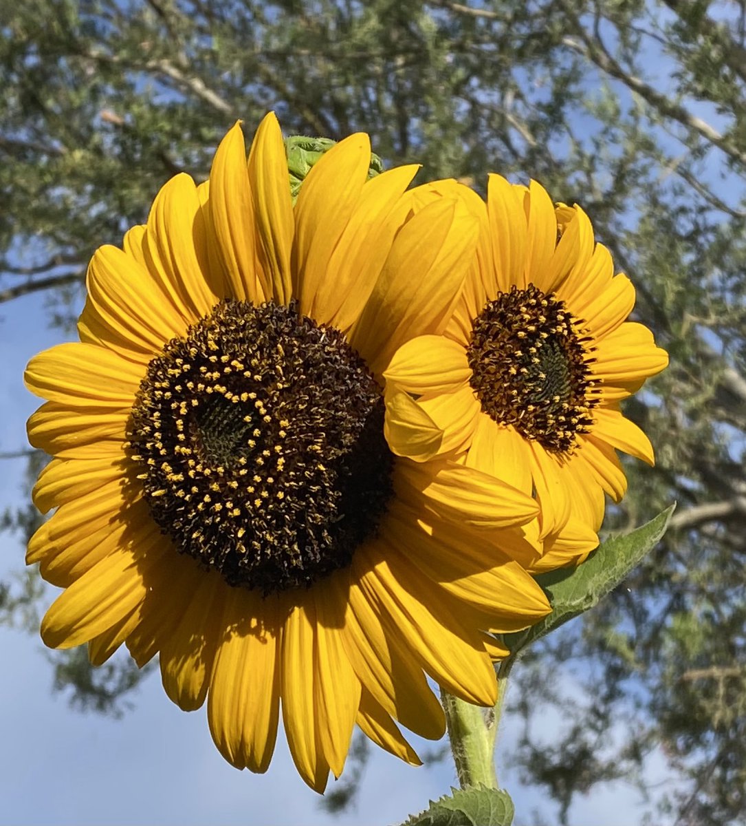 Double blooms on my #sunflowers 🌻 make me so happy! #flowers #gardening